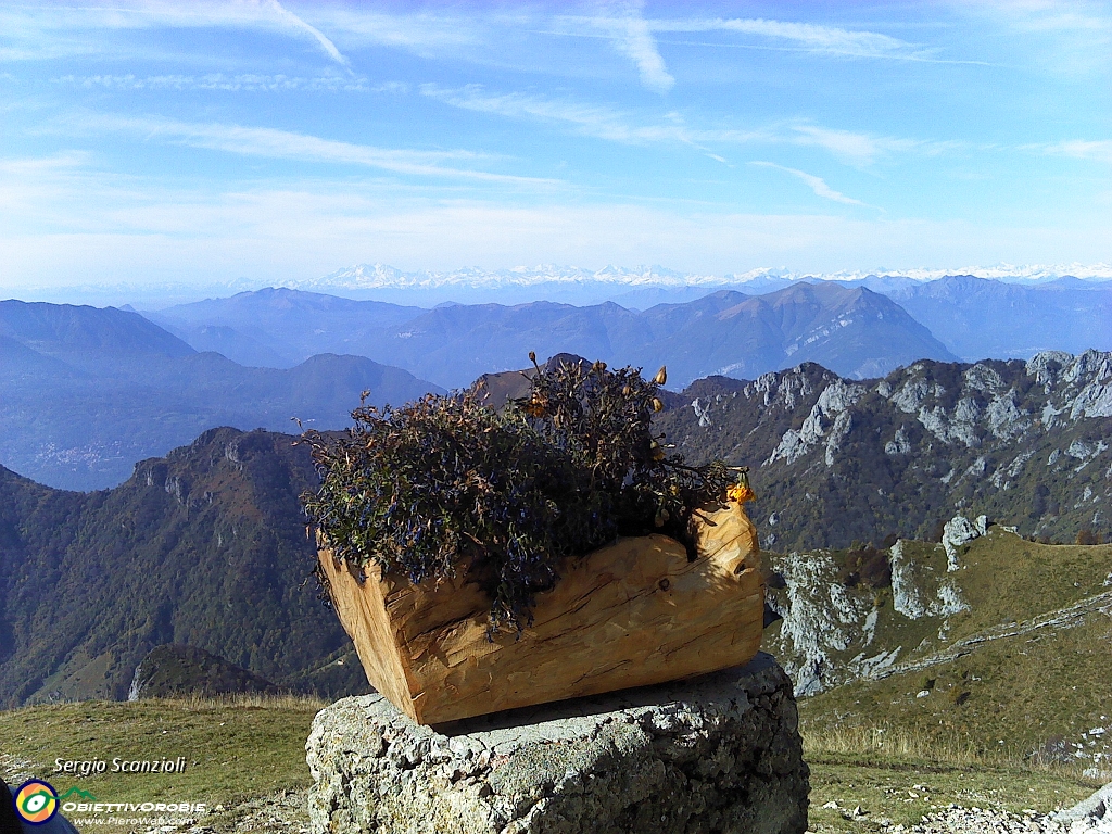 32 Fiori un po' appassiti e panorama.jpg